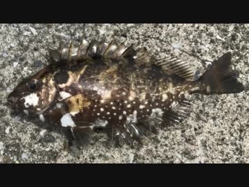 釣り動画ロマンを求めて 164釣目（後編：花暮岸壁）