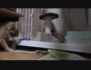 【Jean & Pont 1151】ケージの外で遊びたくて食べるのを拒否るチャコちゃん