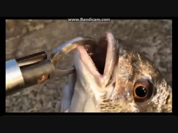 2018-06-07　ワカサギ竿でチヌ（キビレ）４０UP　 HITシーン