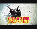 【観察記録】カブト虫の求愛行動♪交尾！まさか昆虫の世界でも雄同士でするんですね！