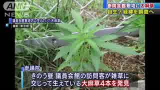 議員会館敷地に大麻草　自生？　永田町で初めて