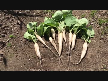 素手から始める旧農耕　第4話「収穫」　おまけもあるよ