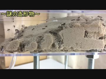 蟻戦争Ⅱ＃36 500匹のアリが砂を掘ったら自然の造形美が生まれた。編
