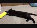 【きなことりょう】けりぐるみでたわむれる