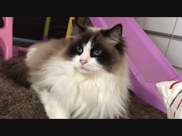 ラグドールと黒猫に添い寝される喜び