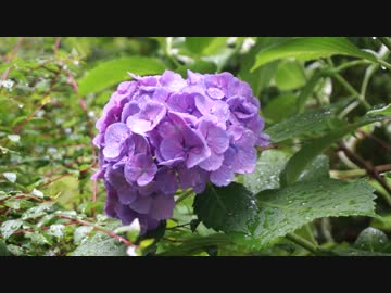 【VLOG・散歩】上板橋～前野町公園付近で雨に濡れた紫陽花(アジサイ)を鑑賞【中国語字幕・中文字幕】