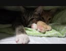 仲良くもぐらになった兄弟猫