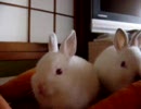 まったりウサギ 兎隠し編