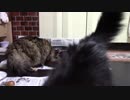 こんしゅうのおやつ【蒼民家の猫々】