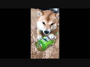 【癒される】【かわいい】TikTokペット動画4！【TikTok】