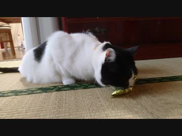 執着心　半端ないって！