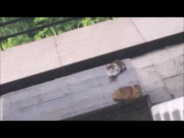 台湾の猫だらけの駅に行ってみた。