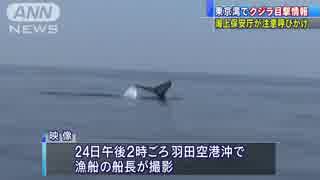 東京湾でクジラ“目撃”　海上保安庁が注意呼びかけ