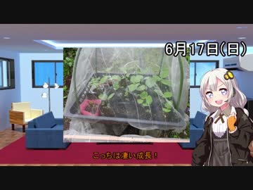 紲星あかりの枝豆栽培日記Part2
