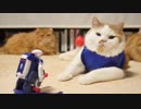 【マンチカンズ】猫とシュート練習【ワールドカップ】