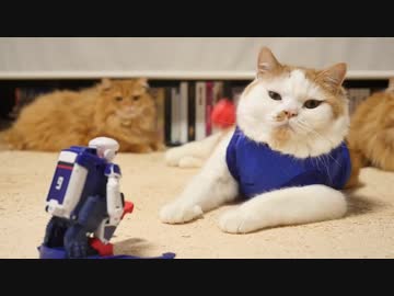 【マンチカンズ】猫とシュート練習【ワールドカップ】