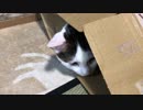 段ボールが気に入った猫
