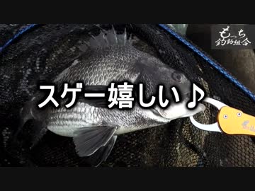 クロダイ前打ち釣法でリベンジ達成！【もっち釣動組合♪♯２８】