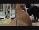 【Jean & Pont 1160】明日の譲渡会に向けてついでにみんなもブラッシング