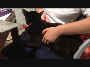 膝の上から下ろそうとするとすげーすげー怒る猫