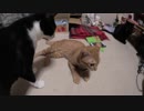 【Jean & Pont 1161】譲渡会の朝２匹をキャリーに入れる準備をしました