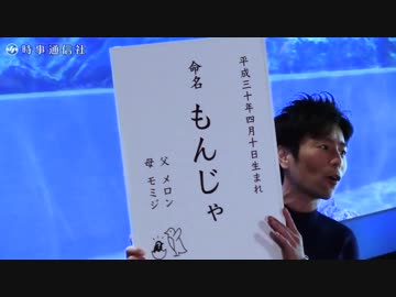 ペンギン「もんじゃ」プールデビュー