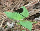 昆虫シリーズ　神に仕える神聖な生き物カミサマトンボ