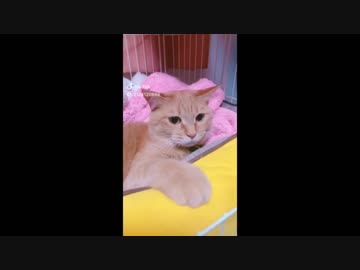 【癒される】【かわいい】TikTokペット動画6！【TikTok】