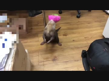 親のカタキかな？というくらいサンダルを攻めるカワウソ