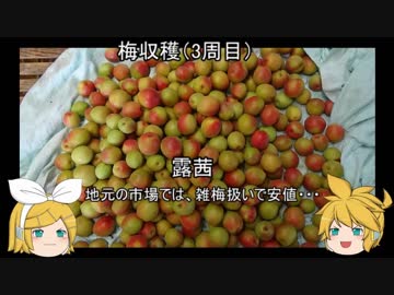 元産直店員の脱サラ農業　第十七回