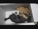 箱リングでファイトする子猫