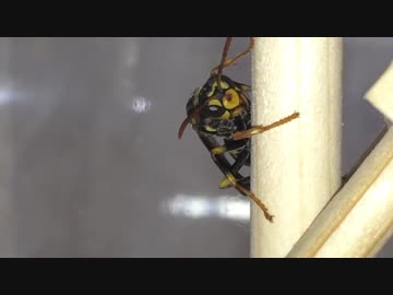 アシナガバチを人工飼育！幼虫に肉を与える働き蜂。