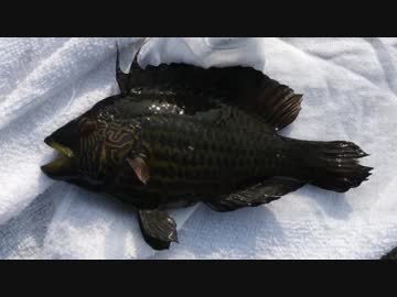 釣り動画ロマンを求めて 169釣目（前編：陸軍桟橋）