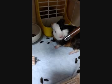 毛づくろい？