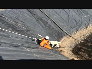 ママ犬と子犬は人が助けてくれると信じている