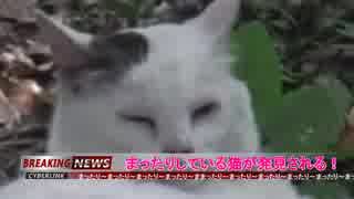 【緊急速報！】まったりしている猫が発見される！
