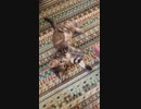 猫のフレイア肉球触り放題からのハイタッチ会