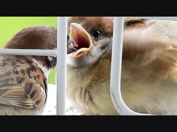 コロコロ膨らむ子スズメさんたち 小雨降る中 ふわふわの羽毛で冷えた身体を守る様子に ボールやん かわいいのー