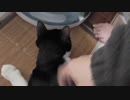 【Jean & Pont 1168】しおんくんの体質に合わないフードを特定するテスト
