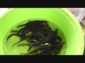 どぜうで呑む【長火鉢とおっさん76】