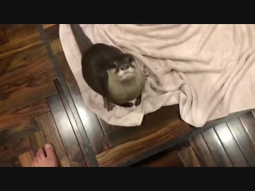 必死に話しかけてくるけどカワウソ語だからわからない