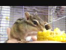 とうもろこしをひたすらもぐもぐするシマリスさん