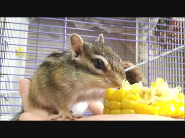 とうもろこしをひたすらもぐもぐするシマリスさん