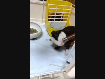 水飲みステラさん