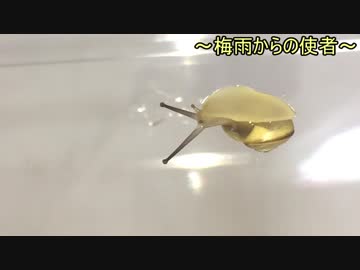 蟻戦争Ⅱ＃38 梅雨からの使者。カタツムリVSクロヤマアリ編