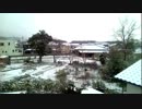 1月11日 雪が積もった(´∀｀)