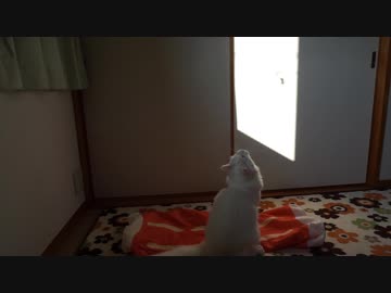 【HR299】ねこじゃらしで遊ぶ猫