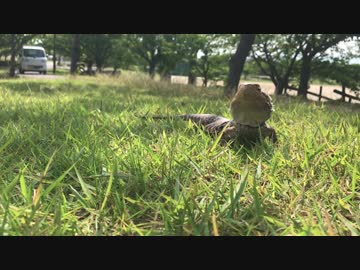 草むらにて