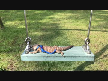 トカゲがブランコ