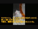 ハムスター飼いました。その32～１ヶ月と19日～